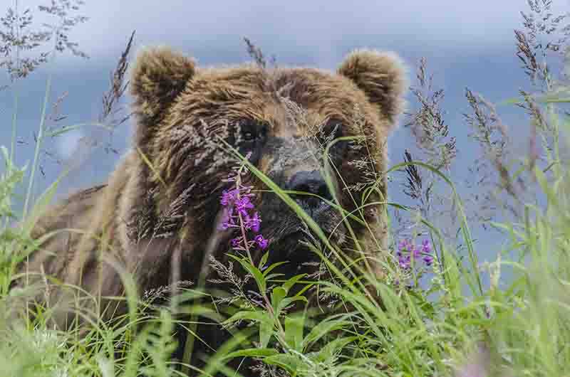 Oso Pardo - Kamchatka - Rusia 09.jpg